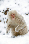 PRM 02 WF0014 01
Japanese Macaque Sitting On Snow