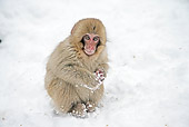 PRM 02 WF0015 01
Japanese Macaque Baby Playing In Snow