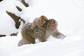 PRM 02 WF0016 01
Japanese Macaque Baby Riding On Mother's Back In Snow