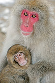 PRM 02 WF0017 01
Close-Up Of Japanese Macaque Mother And Baby Sitting By Hot Pool
