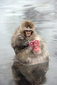 PRM 02 WF0018 01
Japanese Macaque Mother And Baby Relaxing In Hot Pool