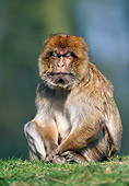 PRM 02 WF0020 01
Portrait Of Barbary Macaque Sitting On Grass Gibraltar