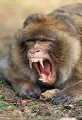 PRM 02 WF0022 01
Close-Up Of Barbary Macaque With Mouth Open Gibraltar