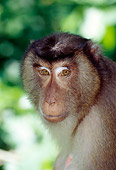 PRM 02 JM0001 01
Head Shot Of Pig-Tailed Macaque Monkey