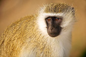 PRM 02 JZ0001 01
Close-Up Of Vervet Monkey Sitting Kenya
