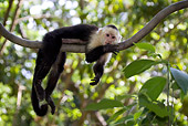 PRM 02 KH0001 01
White-Faced Capuchin Monkey Hanging On Tree Branch