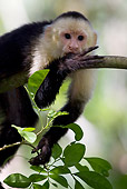 PRM 02 KH0002 01
Close-Up Of White-Faced Capuchin Monkey Hanging On Tree Branch