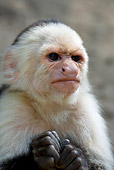 PRM 02 KH0003 01
Close-Up Of White-Faced Capuchin Monkey Frowning
