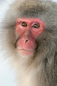 PRM 02 KH0004 01
Head Shot Of Japanese Macaque (aka Snow Monkey)