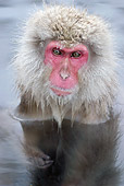 PRM 02 KH0005 01
Head Shot Of Japanese Macaque (aka Snow Monkey) Sitting In Hot Spring