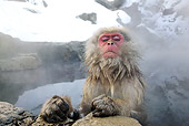 PRM 02 KH0006 01
Japanese Macaque (aka Snow Monkey) Sitting In Hot Spring
