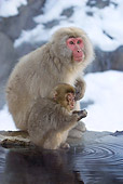 PRM 02 KH0009 01
Japanese Macaques (aka Snow Monkeys) Sitting On Rock By Water