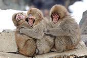 PRM 02 KH0010 01
Juvenile Japanese Macaques (aka Snow Monkeys) Sitting On Rock