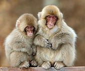 PRM 02 KH0011 01
Juvenile Japanese Macaques (aka Snow Monkeys) Sitting On Fence