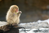 PRM 02 KH0012 01
Juvenile Japanese Macaque (aka Snow Monkey) Sitting By Hot Spring Holding Stick