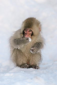 PRM 02 KH0013 01
Juvenile Japanese Macaque (aka Snow Monkey) Sitting On Snow Covering Mouth With Hand