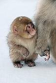 PRM 02 KH0014 01
Juvenile Japanese Macaque (aka Snow Monkey) Sitting On Snow Mother Holding Hand