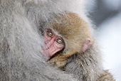 PRM 02 KH0015 01
Close-Up Of Juvenile Japanese Macaque (aka Snow Monkey) Hugged By Mother