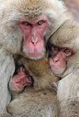 PRM 02 KH0016 01
Close-Up Of Japanese Macaque (aka Snow Monkey) Mother Hugging Babies