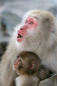 PRM 02 KH0017 01
Close-Up Of Japanese Macaque (aka Snow Monkey) Mother And Baby Looking Up