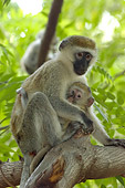 PRM 02 NE0001 01
Vervet Monkey Mother And Baby Sitting On Tree Branch Kenya