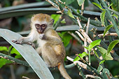 PRM 02 NE0003 01
Juvenile Vervet Monkey Sitting On Shrub Holding Leaf Kenya