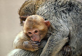 PRM 02 RK0006 06
Monkey Infant Cuddling With Mother