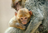 PRM 02 RK0006 08
Monkey Infant Cuddling With Mother