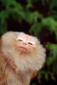 PRM 02 TK0001 01
Head Shot Of Pig-Tailed Macaque Monkey