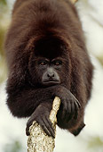 PRM 02 TL0001 01
Portrait Of Guatemalan Howler Monkey Resting On Branch