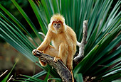 PRM 02 TL0002 01
Javan Langur Sitting On Branch By Palm