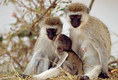 PRM 02 TL0003 01
Family Of Vervet Monkeys Sitting On Grass Africa