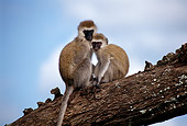 PRM 02 TL0004 01
Two Vervet Monkeys Sitting On Tree Branch Blue Sky