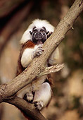 PRM 02 TL0005 01
Portrait Of Cotton-Top Tamarin Sitting On Tree Branch