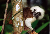 PRM 02 TL0006 01
Cotton-Top Tamarin Climbing On Tree Branch