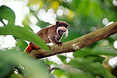 PRM 02 TL0007 01
Emperor Tamarin Climbing On Tree Branch Leaves