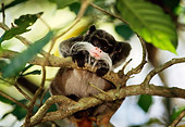 PRM 02 TL0008 01
Emperor Tamarin Looking Down From Tree Branch