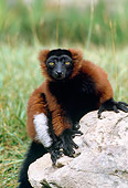 PRM 03 GL0001 01
Red Ruffed Lemur Sitting On Rock