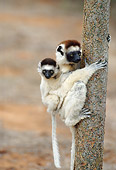 PRM 03 GL0002 01
Verreaux's Sifaka Mother Climbing Tree With Baby On Back Madagascar