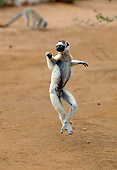 PRM 03 GL0003 01
Verreaux's Sifaka Hopping On Dirt Madagascar