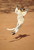 PRM 03 GL0004 01
Verreaux's Sifaka Hopping On Dirt Madagascar