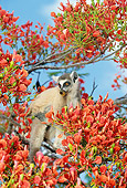 PRM 03 GL0005 01
Ring-Tailed Lemur Sitting In Blossoming Tree