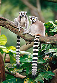 PRM 03 KH0001 01
Ring-Tailed Lemurs Sitting On Tree Branch