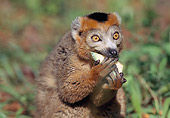 PRM 03 LS0001 01
Portrait Of Crowned Lemur Eating Fruit Madagascar