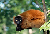 PRM 03 LS0002 01
Red Ruffed Lemur Sitting In Tree Madagascar