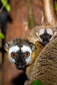 PRM 03 MC0001 01
Portrait Of Common Brown Lemur With Young In Tree Madagascar