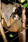 PRM 03 MC0002 01
Portrait Of Common Brown Lemur With Young In Tree Madagascar