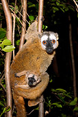 PRM 03 MC0003 01
Portrait Of Common Brown Lemur With Young In Tree Madagascar