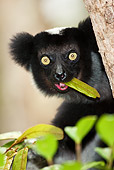 PRM 03 MC0004 01
Portrait Of Indri Lemur Eating In Tree Madagascar