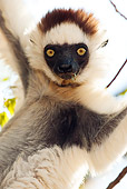 PRM 03 MC0005 01
Portrait Of Verreaux's Sifaka Hanging In Tree Madagascar
